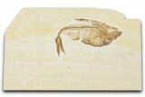 Detailed Fossil Fish (Diplomystus) - Wyoming #354064-1